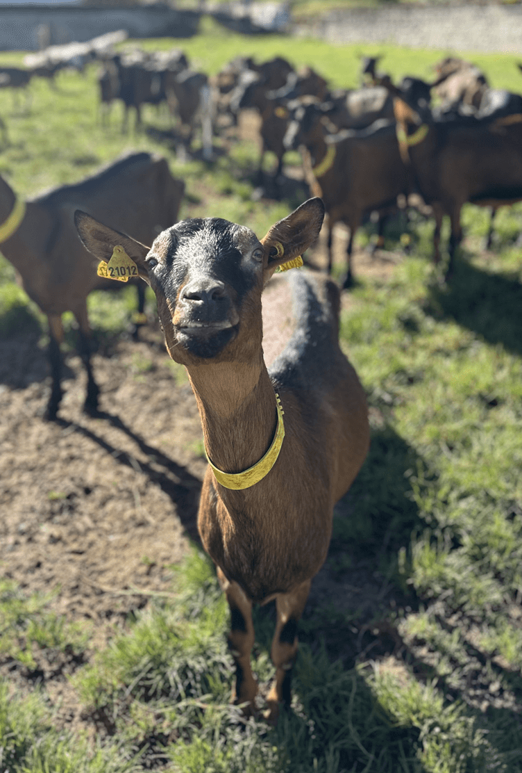 Fromages fermiers – chèvres